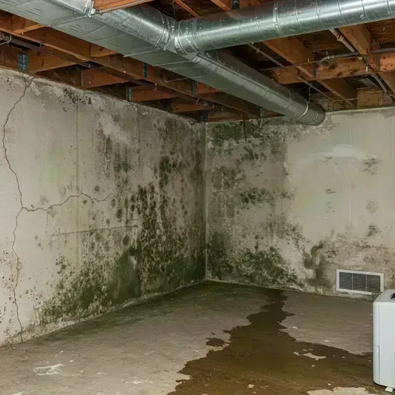 Professional Mold Removal in Chicago Loop, IL